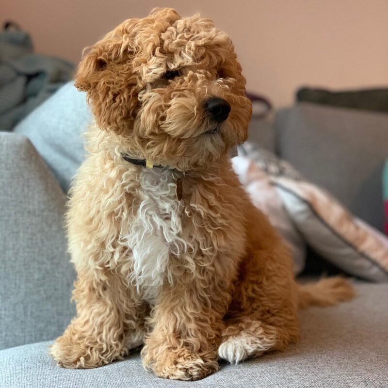 cavapoo puppies for sale