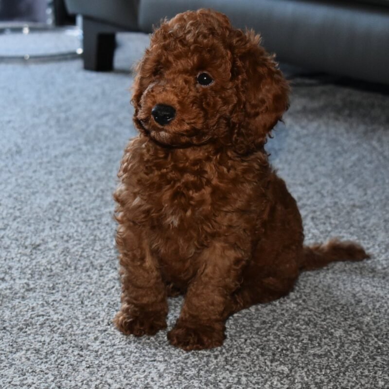 cavapoo puppies for sale