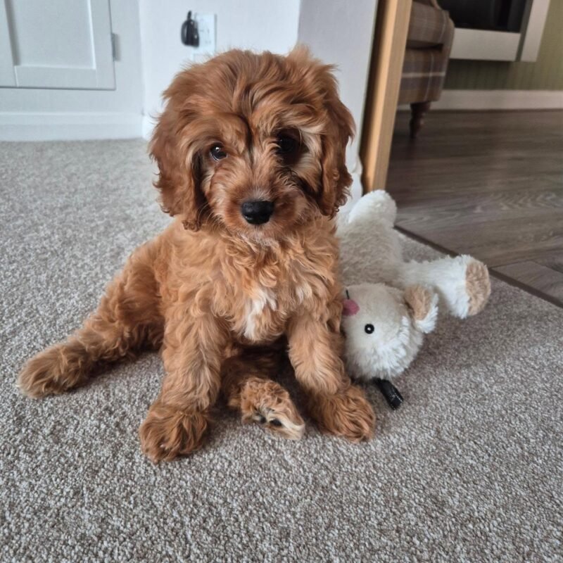 cavapoo puppies for sale