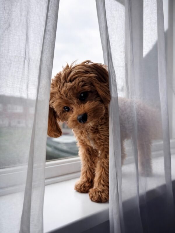Cavoodle puppies faqs