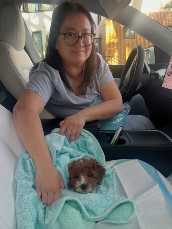 cavoodle puppies for sale australia