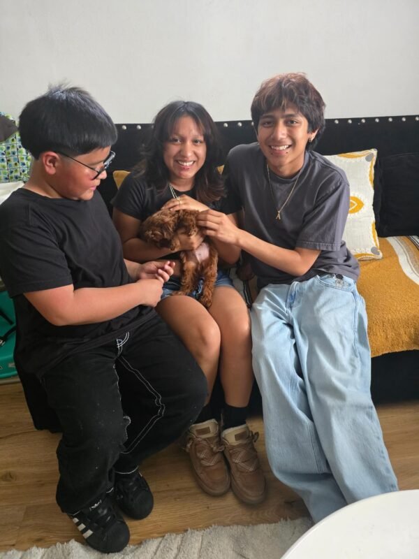 cavoodle puppies for sale with lifetime support australia