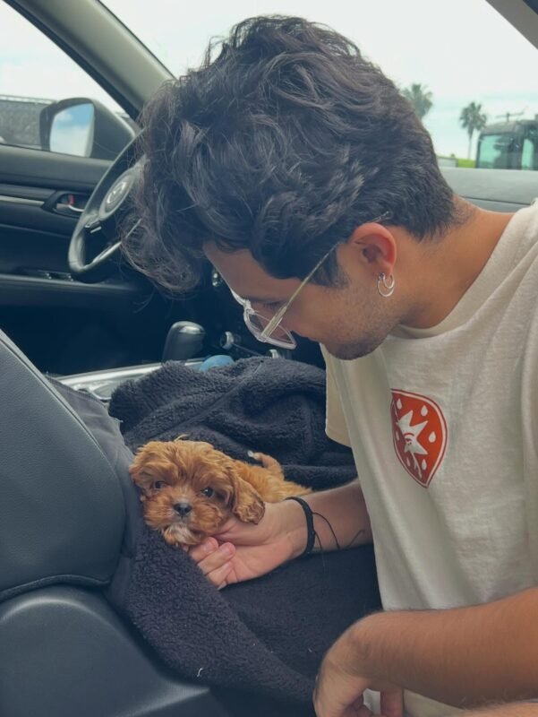 cheap cavoodle puppies for sale australia
