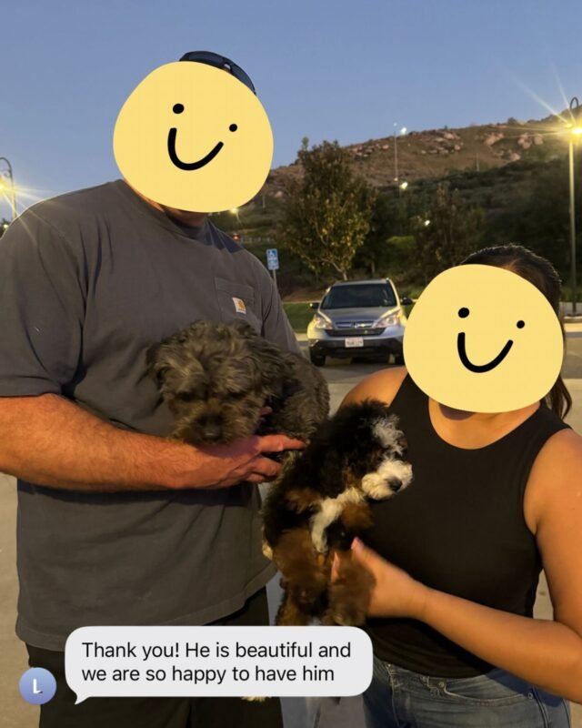 cavoodle puppies 8 weeks old for sale australia