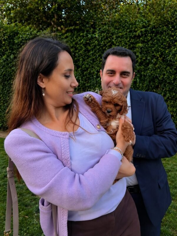 f1b cavoodle puppies for sale australia