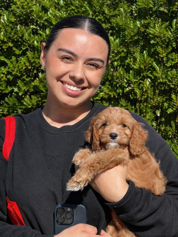 f1 cavoodle puppies for sale australia