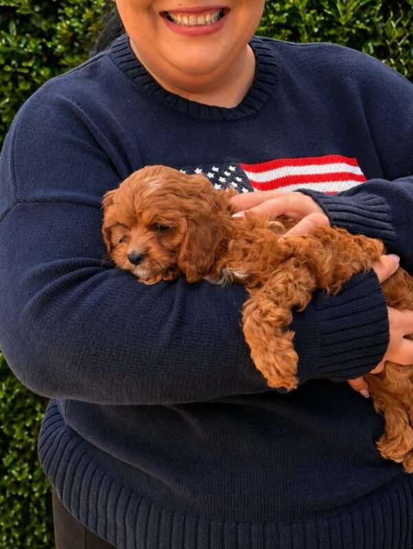 parti colour cavoodle puppies for sale australia