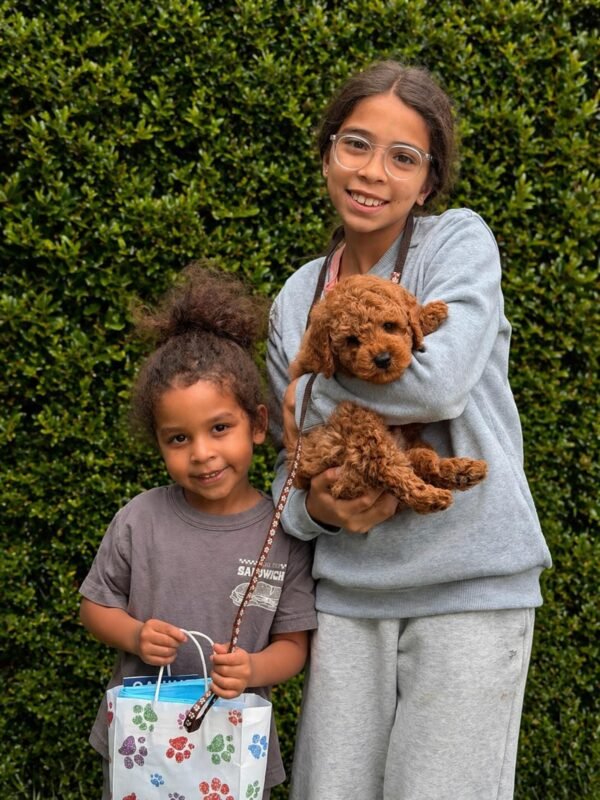 chocolate cavoodle puppies for sale australia