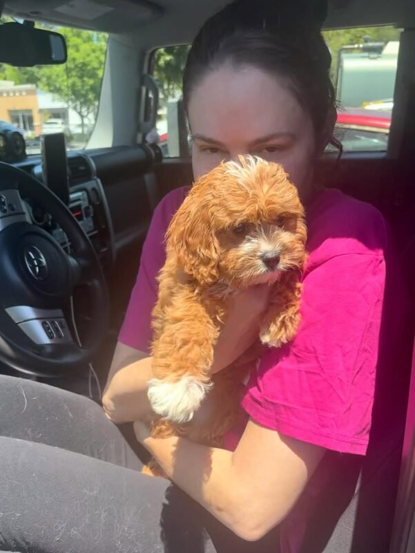 red cavoodle puppies for sale australia