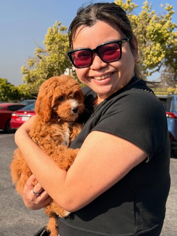 apricot cavoodle puppies for sale australia