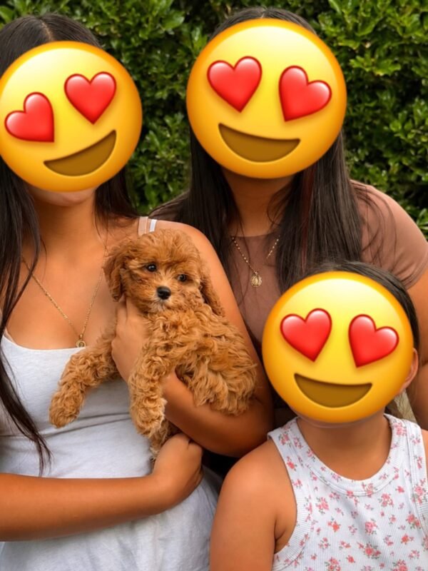 cavoodle puppies for sale gold coast