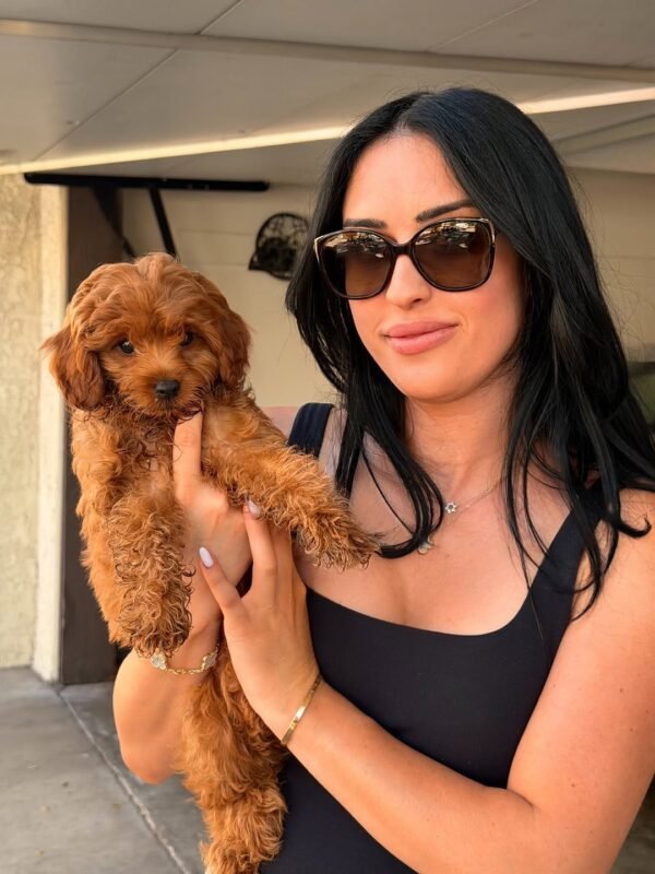 cavoodle puppies for sale melbourne victoria