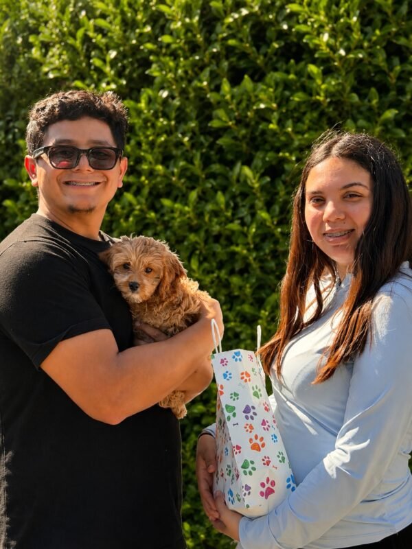 miniature cavoodle puppies for sale australia