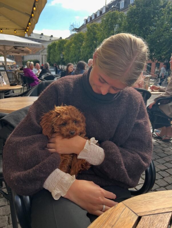 toy cavoodle puppies for sale australia