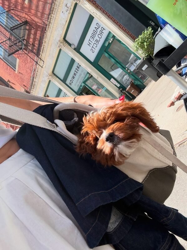 cavoodle puppies for sale south australia