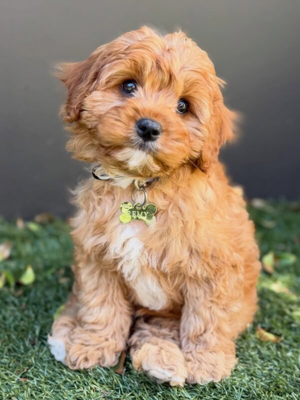 Find Cavoodles and Cavoodle puppies from