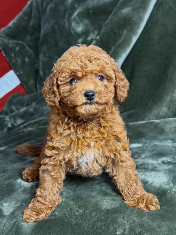 CAVOODLE FOR SALE