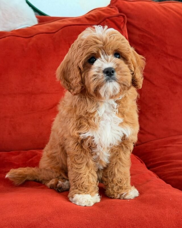 Find Cavoodles and Cavoodle puppies for sale across Australia