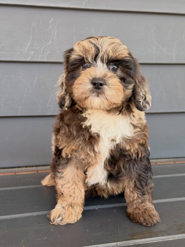 Find Cavoodles and Cavoodle puppies for sale across Australia