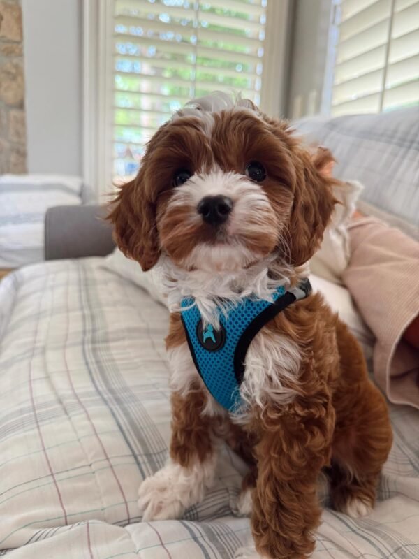 Discover adorable Cavoodle puppies for sale