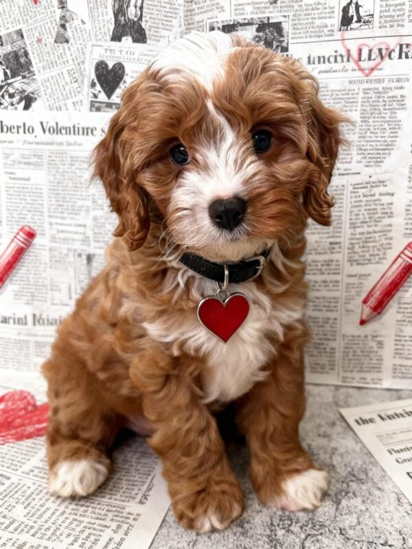 Find Cavoodles and Cavoodle puppies from