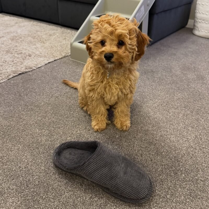 Find Cavoodles and Cavoodle puppies from