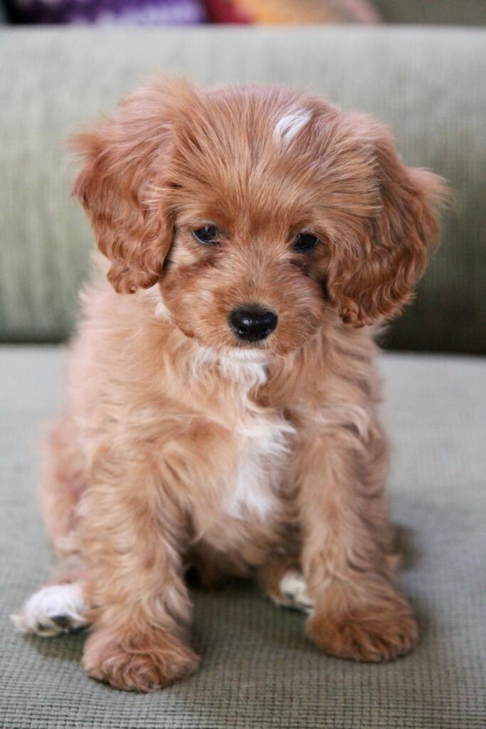 cavoodle puppies for sale in australia