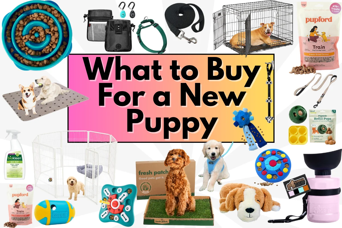 buy a puppy process
