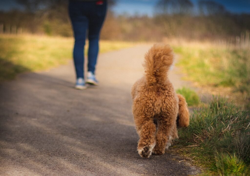 cavoodlepuppiesforsale